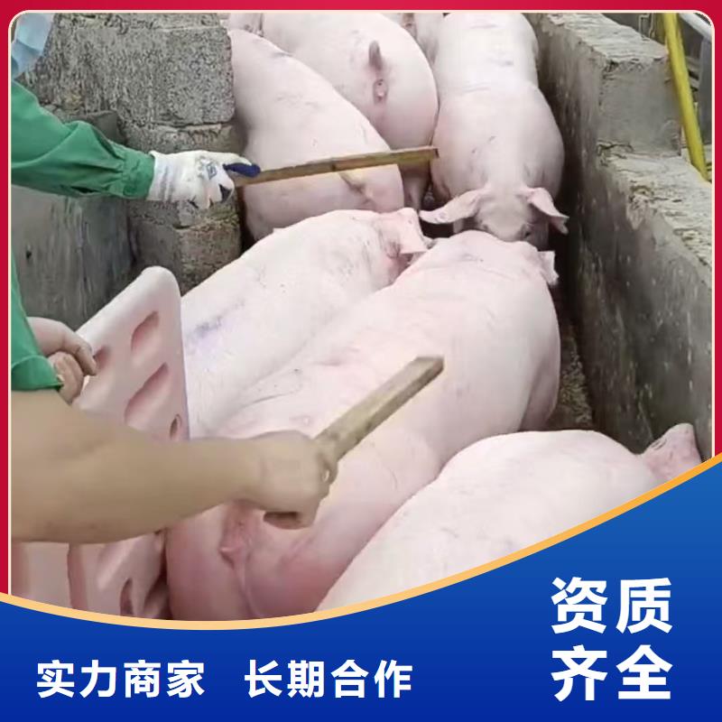 聊城至牲畜运输调度精准