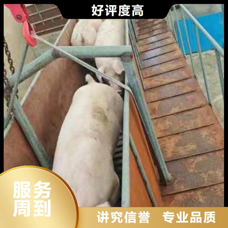 台州至仔猪空调车运输实力雄厚