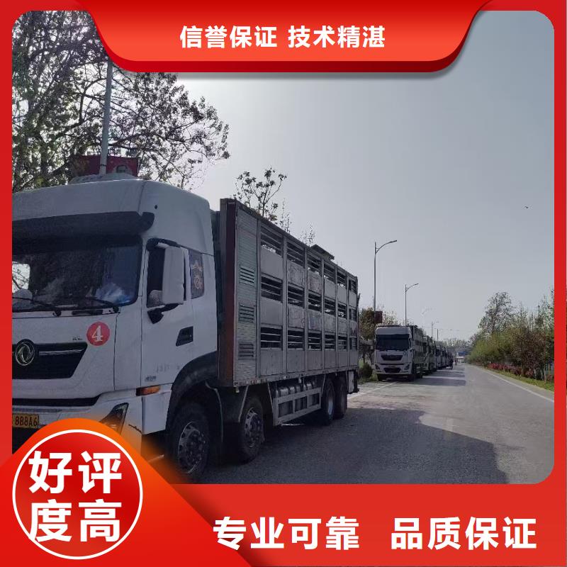 淮安至羊运输专用车有条不紊