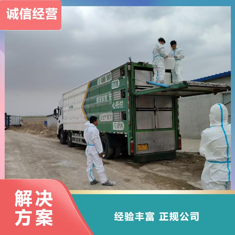 六安到生猪物流周到细致